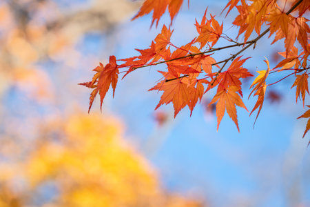 Beautiful maple leaves on the tree in autumn sunny day in Japan.の写真素材