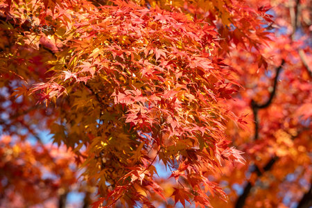 Beautiful maple leaves on the tree in autumn sunny day in Japan.の写真素材