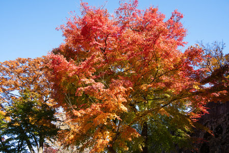 Beautiful maple leaves on the tree in autumn sunny day in Japan.の写真素材