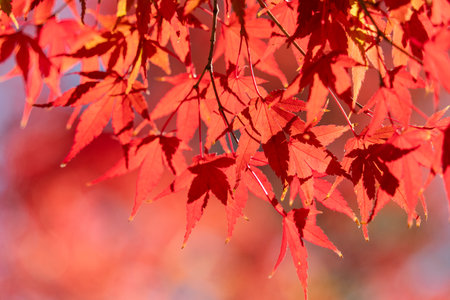 Beautiful maple leaves on the tree in autumn sunny day in Japan.の写真素材