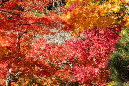 Beautiful maple leaves on the tree in autumn sunny day in Japan.