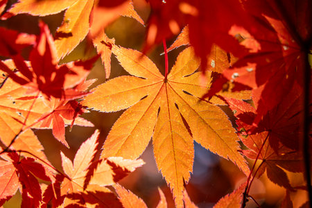 Beautiful maple leaves on the tree in autumn sunny day in Japan.の写真素材