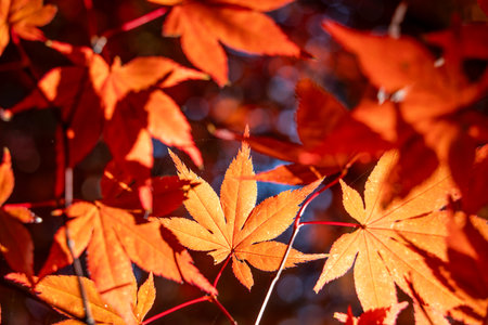 Beautiful maple leaves on the tree in autumn sunny day in Japan.の写真素材