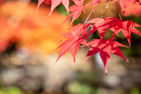Beautiful maple leaves on the tree in autumn sunny day in Japan.の写真素材