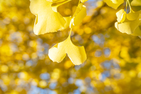 Beautiful yellow ginkgo, gingko biloba tree forest in autumn season in sunny day with sunlight and blue sky.の写真素材