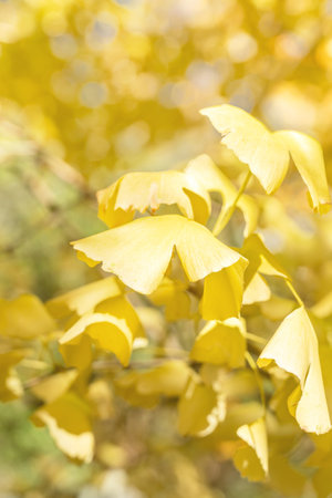 Beautiful yellow ginkgo, gingko biloba tree forest in autumn season in sunny day with sunlight and blue sky.の写真素材