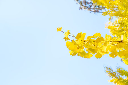 Beautiful yellow ginkgo, gingko biloba tree forest in autumn season in sunny day with sunlight and blue sky.の写真素材