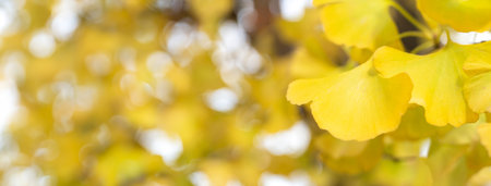 Beautiful yellow ginkgo, gingko biloba tree forest in autumn season in sunny day with sunlight and blue sky.の写真素材