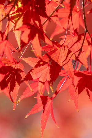 Beautiful maple leaves on the tree in autumn sunny day in Japan.