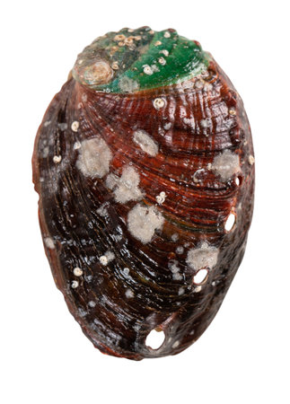 Close up of beautiful raw abalone seafood isolated on white background, clipping path cut out.