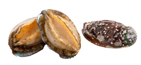 Close up of beautiful raw abalone seafood isolated on white backgroundの写真素材