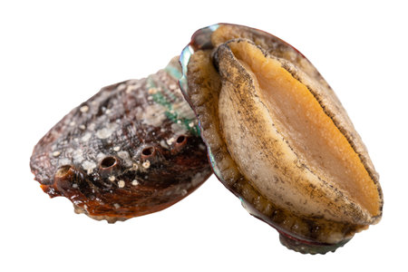 Close up of beautiful raw abalone seafood isolated on white background
