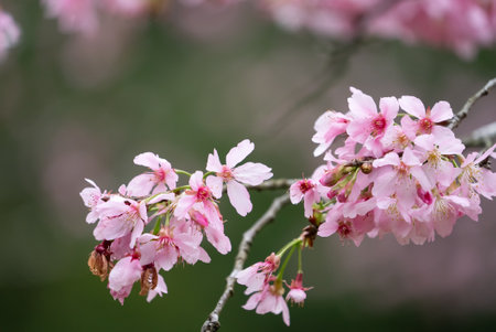 Beautiful Fuji Mame Sakura Cherry Blossom blooming in Taiwan in springtime.の写真素材