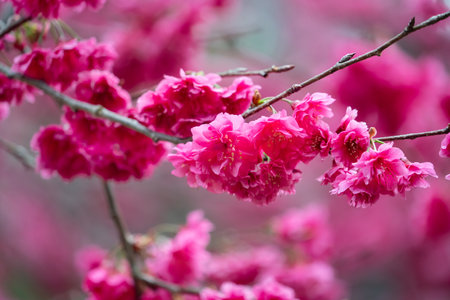 Beautiful Yae Sakura Cherry Blossom blooming in Taiwan in springtime.の写真素材