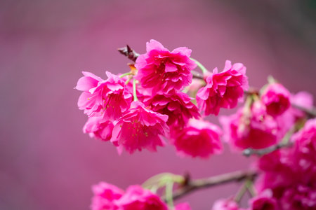 Beautiful Yae Sakura Cherry Blossom blooming in Taiwan in springtime.の写真素材