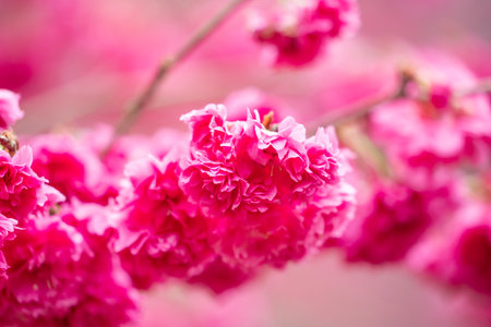Beautiful Yae Sakura Cherry Blossom blooming in Taiwan in springtime.の写真素材