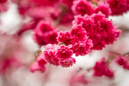 Beautiful Yae Sakura Cherry Blossom blooming in Taiwan in springtime.の写真素材