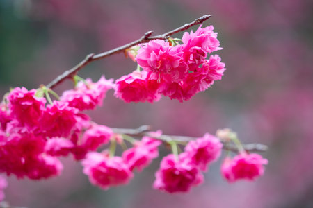 Beautiful Yae Sakura Cherry Blossom blooming in Taiwan in springtime.の写真素材