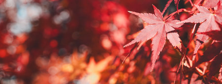 Beautiful maple leaves on the tree in autumn sunny day in Japan.の写真素材