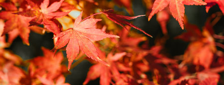 Beautiful maple leaves on the tree in autumn sunny day in Japan.