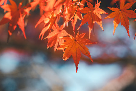 Beautiful maple leaves on the tree in autumn sunny day in Japan.の写真素材
