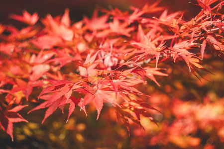 Beautiful maple leaves on the tree in autumn sunny day in Japan.の写真素材