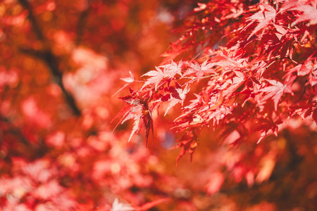 Beautiful maple leaves on the tree in autumn sunny day in Japan.の写真素材