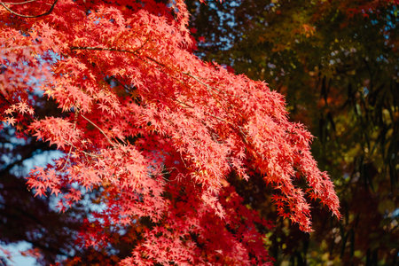 Beautiful maple leaves on the tree in autumn sunny day in Japan.の写真素材