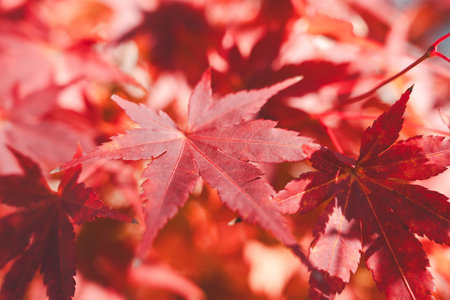 Beautiful maple leaves on the tree in autumn sunny day in Japan.の写真素材