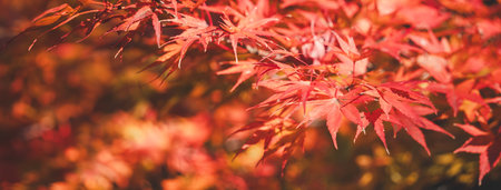 Beautiful maple leaves on the tree in autumn sunny day in Japan.の写真素材