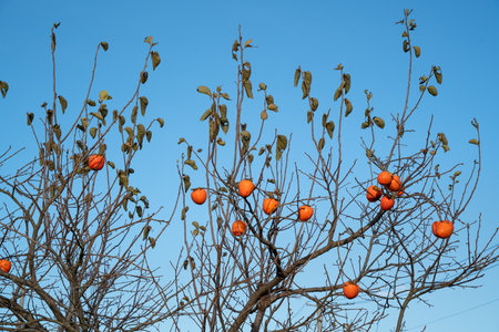 Ripe orange persimmon hanging on a tree branch, autumn harvest season concept.の写真素材
