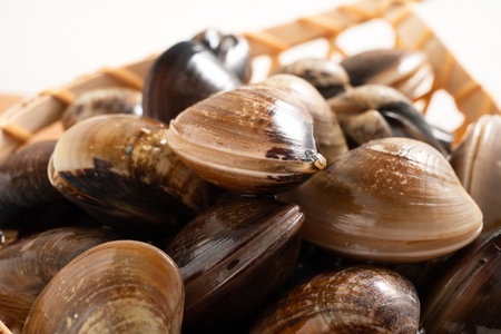 Raw and fresh clams shellfish seafood in a sieve on white table background.の写真素材