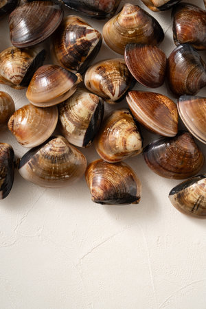 Raw and fresh clams shellfish seafood in a sieve on white table background.