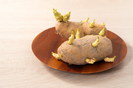 Sprouted potatoes on wooden table background, poisoning for healthy.の写真素材