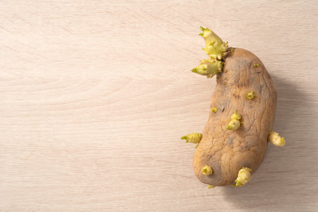 Sprouted potatoes on wooden table background.の写真素材