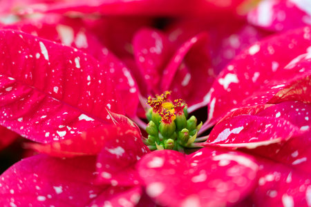 Colorful beautiful poinsettia plant for Christmas holiday, macro shot photo.の写真素材