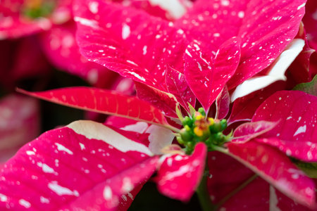 Colorful beautiful poinsettia plant for Christmas holiday, macro shot photo.の写真素材