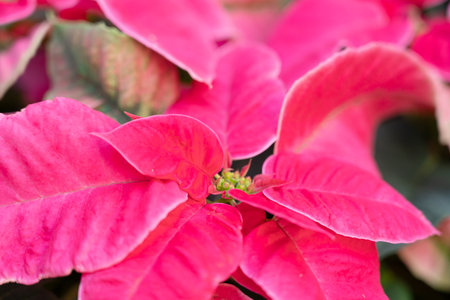 Colorful beautiful poinsettia plant for Christmas holiday, macro shot photo.の写真素材
