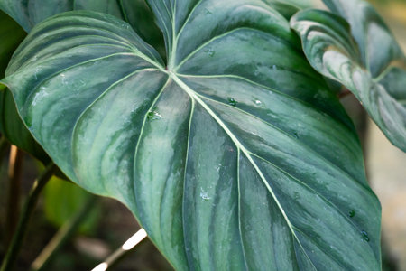Tropical monstera leaf plant detail, macro shot photo.
