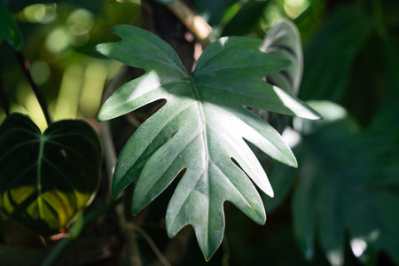 Tropical monstera leaf plant detail, macro shot photo.の写真素材
