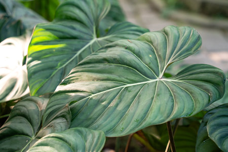Tropical monstera leaf plant detail, macro shot photo.