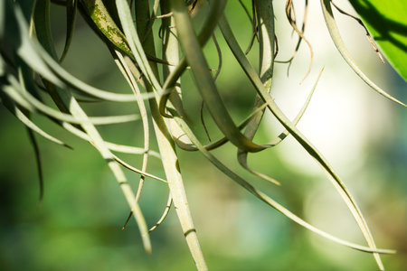 Tillandsia, air plant leaf detail, macro shot photo.の写真素材