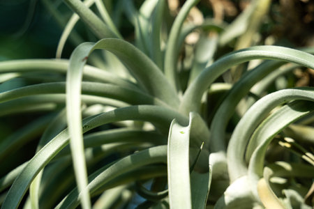 Tillandsia, air plant leaf detail, macro shot photo.の写真素材