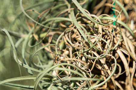 Tillandsia, air plant leaf detail, macro shot photo.の写真素材