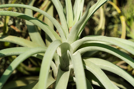 Tillandsia, air plant leaf detail, macro shot photo.の写真素材