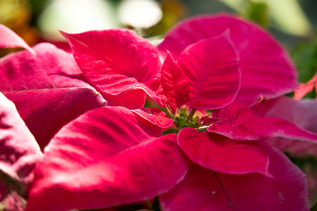 Colorful beautiful poinsettia plant for Christmas holiday, macro shot photo.の写真素材