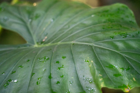 Tropical monstera leaf plant detail, macro shot photo.の写真素材