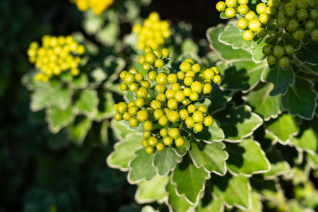 Close-up of unopened Chrysanthemum pacificum buds with glossy green foliage under bright sunlight.の写真素材