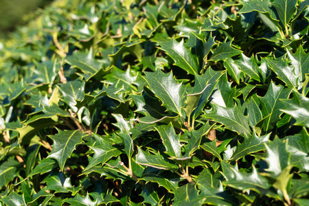 Glossy, holly-like leaves of Osmanthus heterophyllus basking in warm, natural sunlight.の写真素材