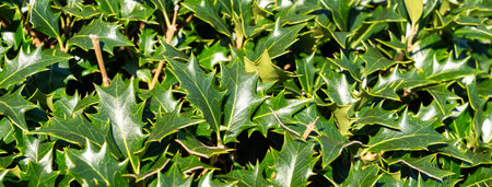 Glossy, holly-like leaves of Osmanthus heterophyllus basking in warm, natural sunlight.の写真素材